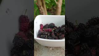 Mulberry😋😋🤤mulberryfruitsgardennissygardens [upl. by Goodman]