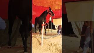 Black marwari ghoda Shorts marwadi horse puskarmela [upl. by Adnamma]