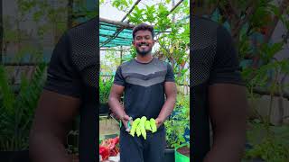 மாடித்தோட்டத்தில் ஒரு மகத்தான அறுவடை  maadithottam home terracegarden kitchen gardening [upl. by Alec]