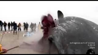 Explosión ballena muerta en la playa holandesa  2018 [upl. by Ezequiel241]