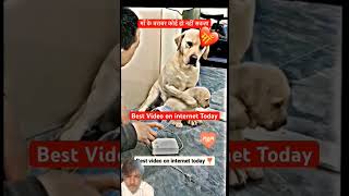 man ki barabari koi nahin kar sakta dog doglover trending viralvideo trendingshorts [upl. by Anitsrihc]