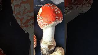 11 Amanita basidiomycota fungi mushroom nature foraging facts amanita [upl. by Samul368]