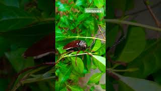 Sternocera isgenus of jewel beetles belongs to julodinae subfamily Rare famous insecta frm past year [upl. by Cordelia]