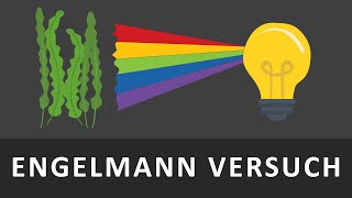 Engelmann Versuch  Aktionsspektrum der Photosynthese [upl. by Nod]