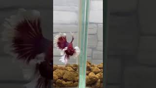 Betta fish tank setup [upl. by Adner]