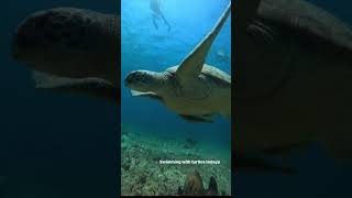 Swimming With Hawksbill Turtle coralreef reefing diving hawksbill [upl. by Aliac]