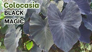 Colocasia Black Magic [upl. by Gnanmos]