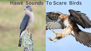 Hawk Sounds to Scare Birds  Eagle Sounds to Scare Birds [upl. by Esertal]