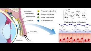 In situ gelling mucoadhesive polymers for ocular delivery of pilocarpine [upl. by Dduj58]