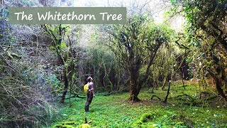 Dark Tales  Irish Folklore  The Whitethorn Tree Christmas Special [upl. by Eidnil]