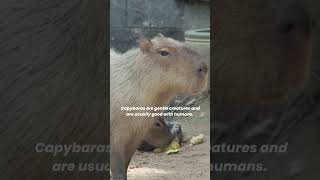 Why Capybaras are So Friendly The capybara is the friendliest animal in the world animalfact [upl. by Nnave971]