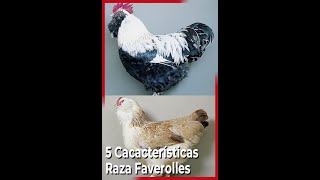 5 Características de la GALLINA de raza FAVEROLLES [upl. by Adnana]