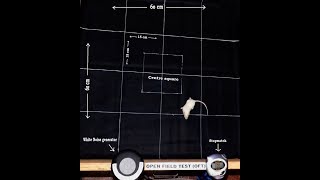 Open Field Test OFT OFT for miceLocomotion behavior in miceBehavioral Test [upl. by Bouldon546]