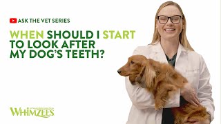 Ask The Vet Series 14  When Should I Start To Look After My Dogs Teeth [upl. by Lai]