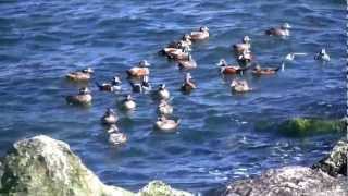 Barnegat Inlet Winter Waterfowl  HD VIdeo [upl. by Narat]