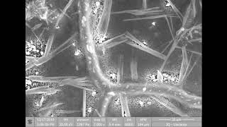 insitu ESEMFEG  Perovskite film degrading under humidity [upl. by Gusella135]