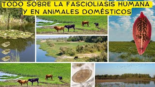 Fasciola hepatica y Fascioliasis  una zoonosis parasitaria reemergente de gran impacto en rumiantes [upl. by Ferino]