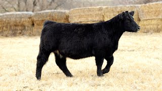 Lot 23  Tag G60  Bred Heifer [upl. by Nowtna]