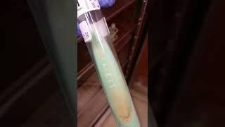 Mycobacterium tuberculosis TB on LJ agar  Microbiology [upl. by Shermy491]