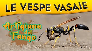 Le Vespe vasaie artigiane del fango ► Puntata 60 [upl. by Demetris957]