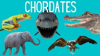 Main Classes of Chordates  Amphibians Reptiles Mammals Birds Fish [upl. by Chandler]