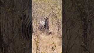 New Born Zebra with Mom and Dad can you find the Baby In Kruger National Park South Africa 🇿🇦 [upl. by Nidya]