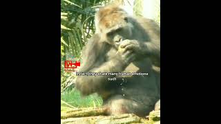 Intelligent Gorillas  Giants Of the African Forest  Intelligent Animals wildlife [upl. by Oxley]