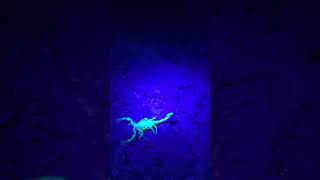 Fluorescent Arizona bark scorpion Centruroides sculpturatus in the desert east of Phoenix [upl. by Dressler164]