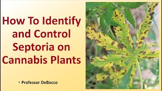 How To Identify and Control Septoria on Cannabis Plants [upl. by Weider]