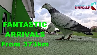 FANTASTIC Pigeon Arrivals from 373km [upl. by Melgar]