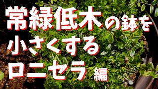 ロニセラ植え替え【鉢増しの逆】【鉢減らし】 [upl. by Anifesoj]