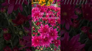 Chrysanthemum Care Tips [upl. by Coplin]