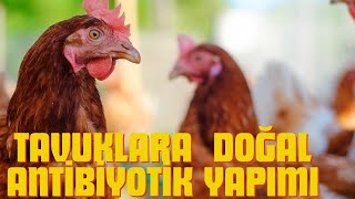 TAVUKLARA DOĞAL ANTİBİYOTİK yapımı [upl. by Huey]