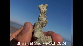 Sharm El Sheikh  October 2024 [upl. by Anirbus79]