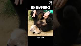 속보 루랑둥이 액체설  shorts panda twins [upl. by Noillid]