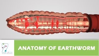 Anatomy Of Earthworm [upl. by Delogu]