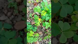 Oxalis Plant  Plant Ecology Oxidiaceae Family oxalis ecologyk botany [upl. by Ylurt]