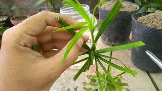 How to Grow Cyperus Plant From Cutting  Umbrella Palm Sun Loving Plant [upl. by Eicnan92]