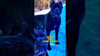 Akita vs Cane Corso 🥊  अकिता और केन कोरसो की लड़ाई 🐕 [upl. by Argile]