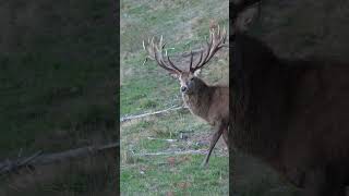 Red Stag huntingnewzealandbigginbiggamoutdoorstravelexploreadventureeducate [upl. by Lundquist]