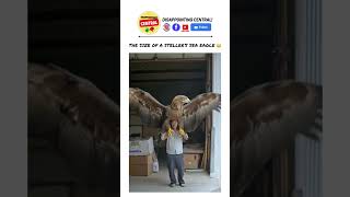 The Steller’s Sea Eagle Haliaeetus pelagicus 😳 facts fyp shorts youtubeshorts [upl. by Dimitry459]