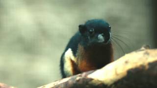 Prevosts squirrel triplets born in ‘Chester Zoo first’ [upl. by Roderica142]