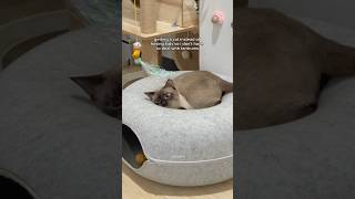 cant get anything done when you have a needy cat 🥲 cute cats cats funny meow [upl. by Alley]