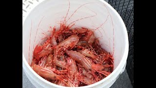 How to Catch Spot Prawns off of BCs Pacific West Coast [upl. by Airamalegna465]