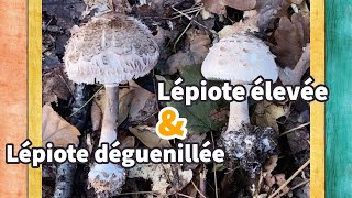 Champignons comestibles｜Comment distinguer entre lépiote élevée Coulemelle et lépiote déguenillée [upl. by Ecnarolf39]