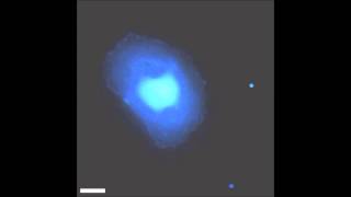 Rapid and Localized Mechanical Stimulation and Adhesion Assay TRPM7 Involvement in Calcium [upl. by Jamie]