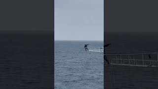 Harpooning swordfish off Catalina Island old school [upl. by Ibbetson418]