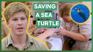 Robert Irwin Helps Treat A Wounded Sea Turtle  Crikey Its The Irwins [upl. by Ecnerewal]