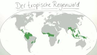 DER TROPISCHE REGENWALD  Biologie  Ökologie [upl. by Nohsal]