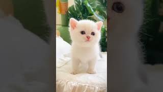 views10m cute cat moaning kitten 10ksubscribers so cute cat ❤️❤️ [upl. by Ayanej784]